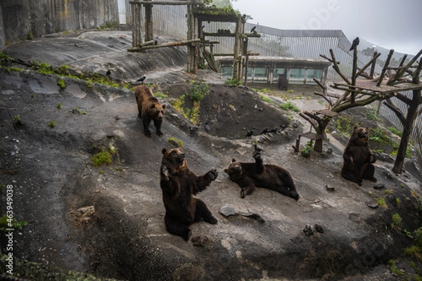 Obraz エサをねだるエゾヒグマ - High ISO