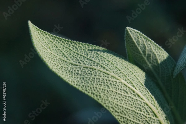 Fototapeta A sage leaf in a garden