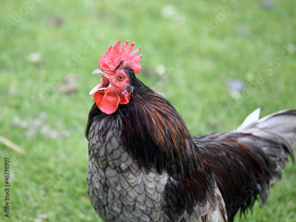 Fototapeta screaming rooster