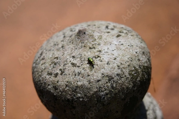 Obraz 虫、アオハムシダマシ