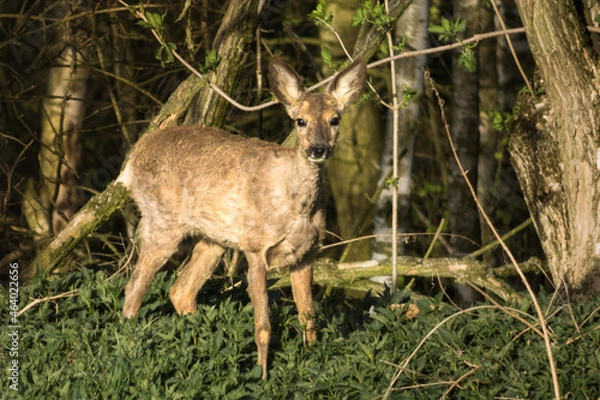 Obraz Roe deer in the forest