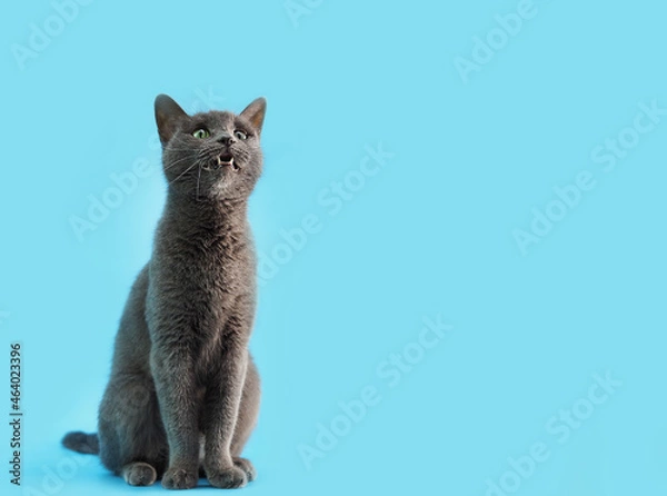 Fototapeta gray cat breed Russian blue sits on a blue background and meows, free space for text