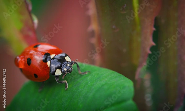 Fototapeta macro photo of a red ladybug with a drop of water on its wings crawling along a leaf