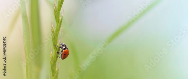 Fototapeta macro photo of a red ladybug on a leaf