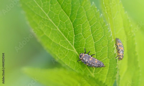 Fototapeta two ladybug larvae on a green leaf