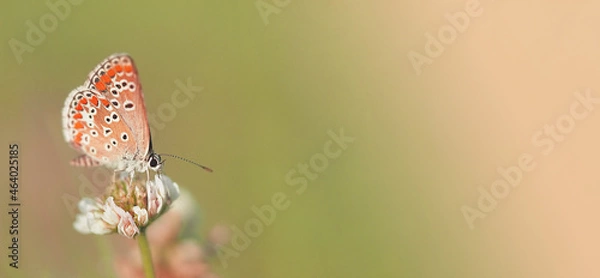 Fototapeta autumn butterfly on a flower, wide banner with free space for text