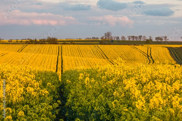 Obraz sunset over yellow field