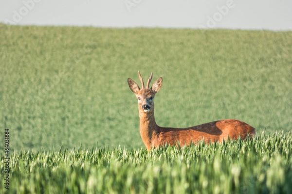 Obraz Roe deer in the field