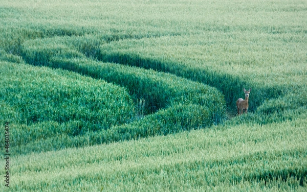 Obraz Roe deer in the field