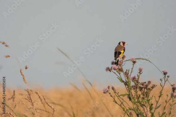 Obraz bird on the fields flowers
