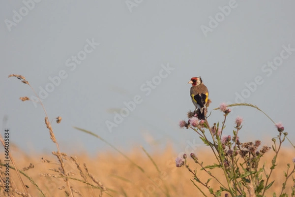 Obraz bird on the fields flowers