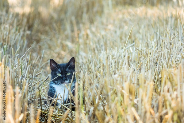 Obraz Cat in field stubble