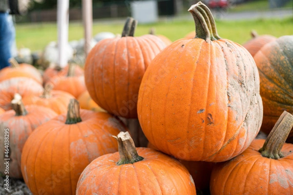 Obraz pumpkins on the ground