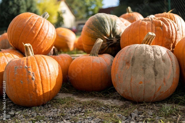 Obraz pumpkin on the ground