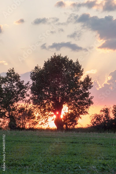 Obraz Sunset behind the old tree