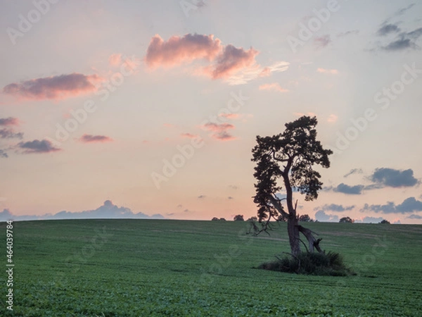 Obraz Old lonely tree in the field