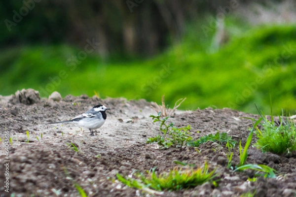 Obraz bird on the ground