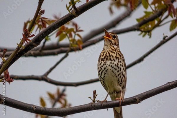 Obraz singing bird on a tree branch 