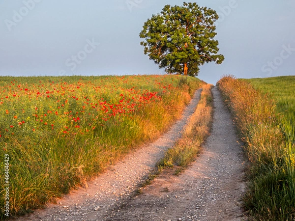 Obraz road in the field
