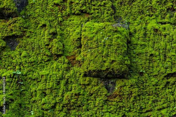 Fototapeta 緑のテクスチャ