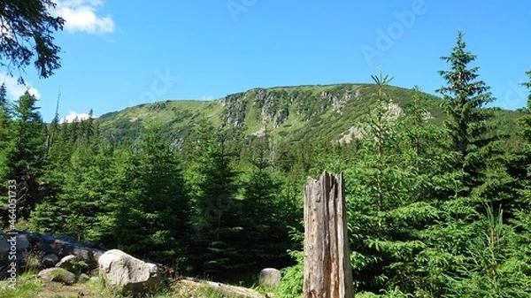 Obraz Pień na tle gór