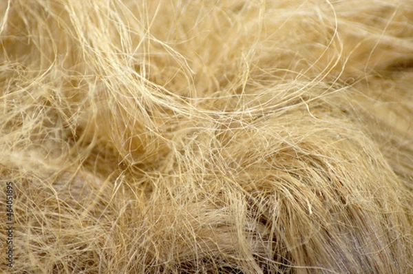 Fototapeta Nahaufnahme Hanfwolle, Dichtungshanf, Dämmung, Freisteller