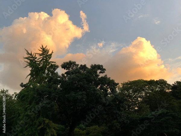 Obraz sunset in the forest