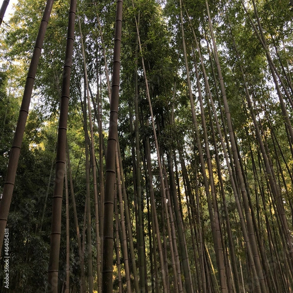 Fototapeta green bamboo forest