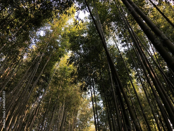 Obraz sun rays in the bamboo forest