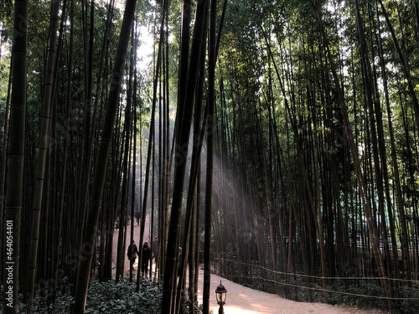 Obraz bamboo forest
