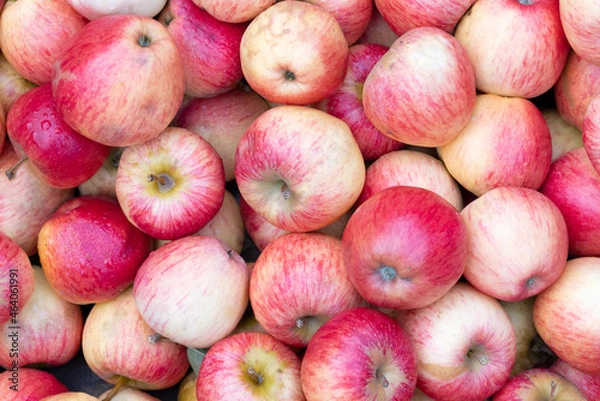 Obraz Large group of red organic apples