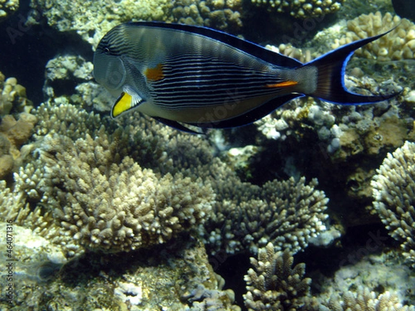 Fototapeta underwater