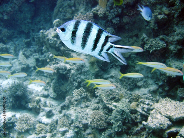 Fototapeta underwater