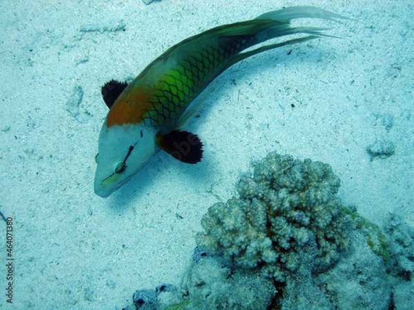 Fototapeta underwater