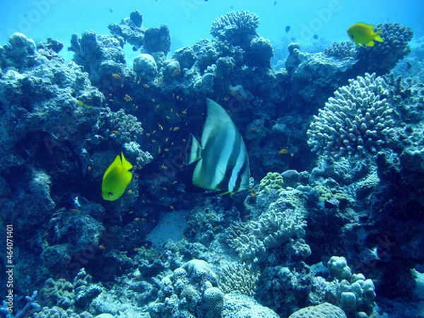 Fototapeta underwater