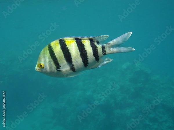 Fototapeta underwater