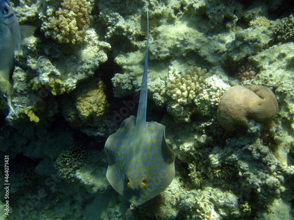Fototapeta underwater