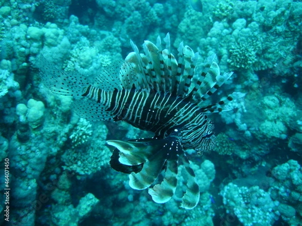Fototapeta underwater