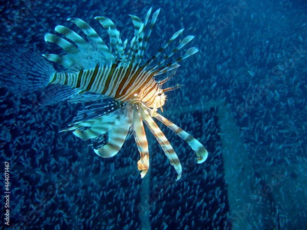 Fototapeta underwater