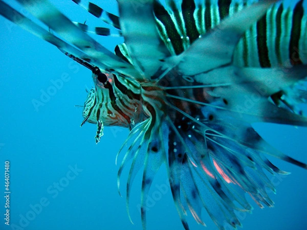 Fototapeta underwater