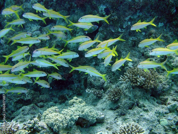 Fototapeta underwater