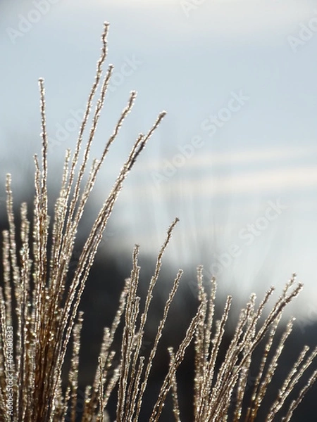 Obraz flowers and plants