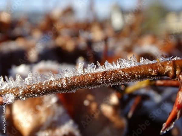 Obraz flowers and plants