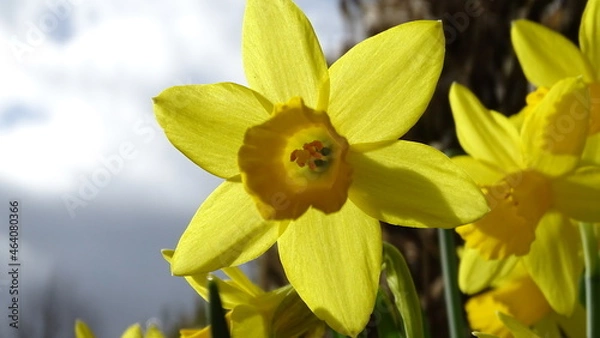 Obraz flowers and plants