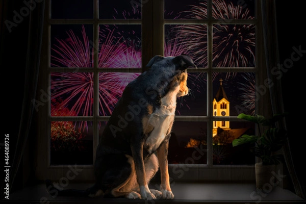 Fototapeta Dog looks out the window and watching the fireworks