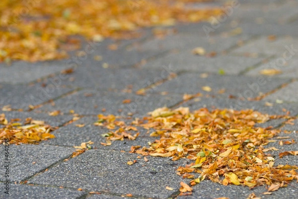 Fototapeta Autumn leafs