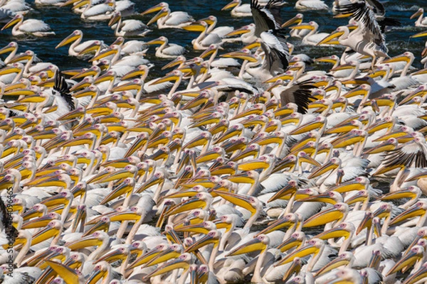 Obraz Carpet of Pelicans in migration from Europe to Africa, resting in Israel