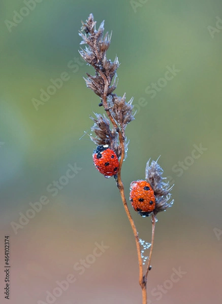 Fototapeta Coccinellids on the grass in the morning dew