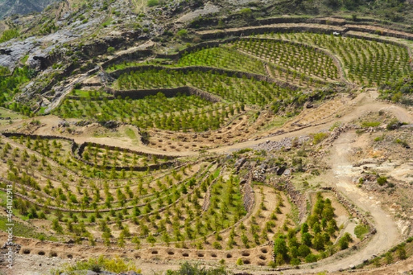 Obraz agricultural terraces
