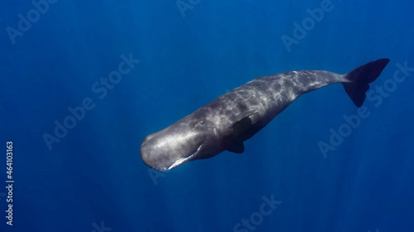 Fototapeta Sperm whale, also called cachalot (Physeter macrocephalus) in Dominica. An improved edit (white balance).